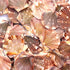 spotty terracotta orange-brown flat scallop shells 1 kg